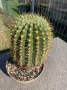 Soehrensia bruchii
